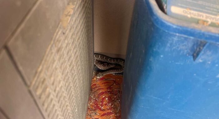 Mating Rattlesnakes In Rio Verde