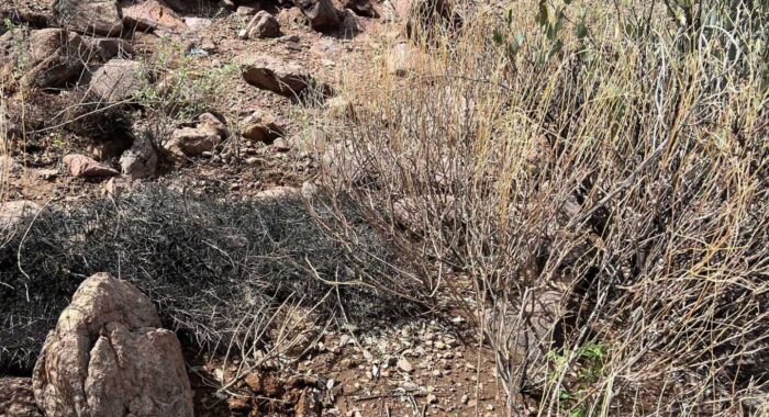 Rattlesnake Hidden in the Bushes