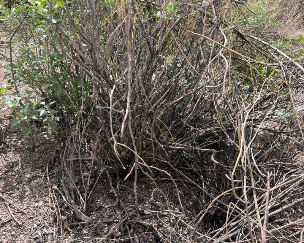 Three Rattlesnakes In One Bush