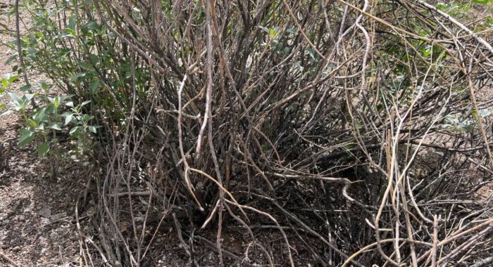 Three Rattlesnakes In One Bush
