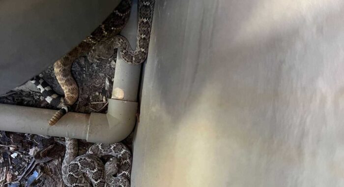 Mating Rattlesnakes By The Pool Equipment