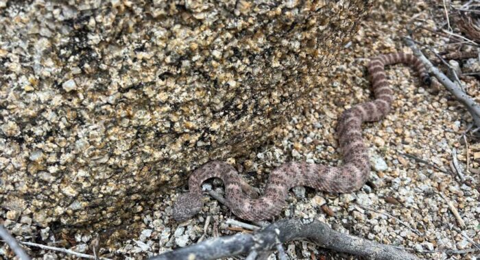 Speckled Rattlesnake in the Yard