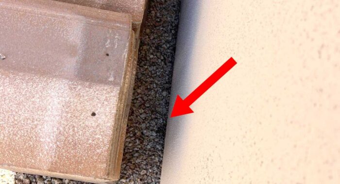 Baby Rattlesnake Bites Dogs