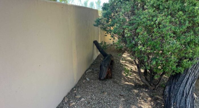 Rattlesnake Bites a Dog in Scottsdale