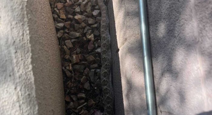Barking Dogs Alert Homeowner To Rattlesnake