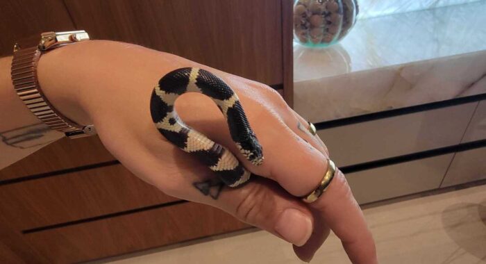 Snake Relocations From Arizona