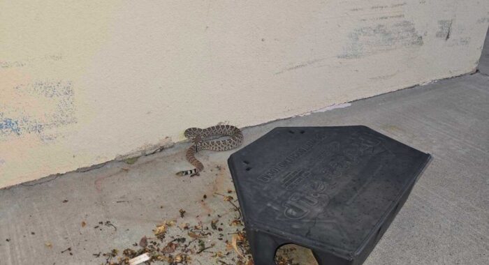 Rattlesnakes Don’t Eat Tacos