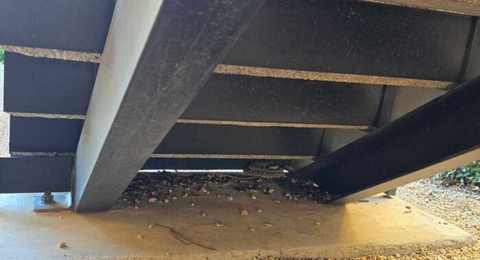 Western Diamondback Rattlesnake Captured in Scottsdale