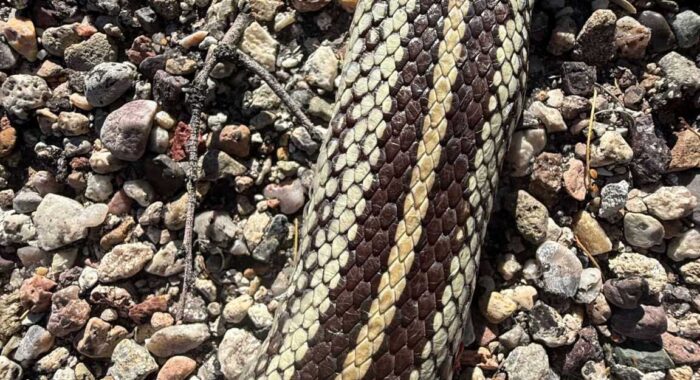 Weird Striped Kingsnake
