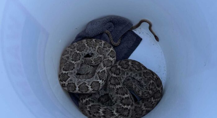 Multiple Rattlesnakes Found at a Home
