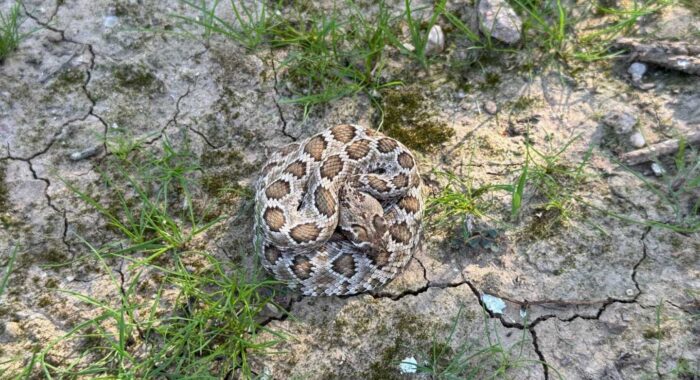 Baby Mojave Rattlesnake