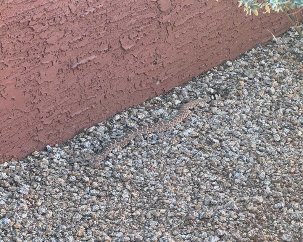 Rattlesnakes in a Yard