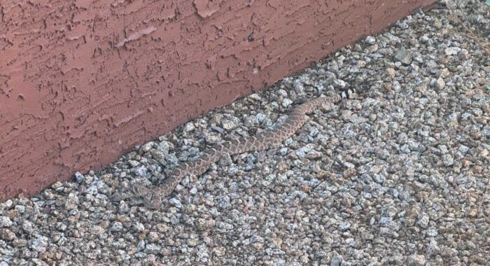 Rattlesnakes in a Yard