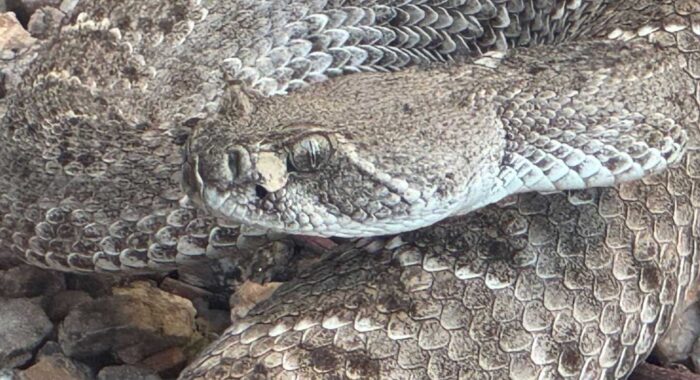 Rattlesnake Stuck in Rodent Box