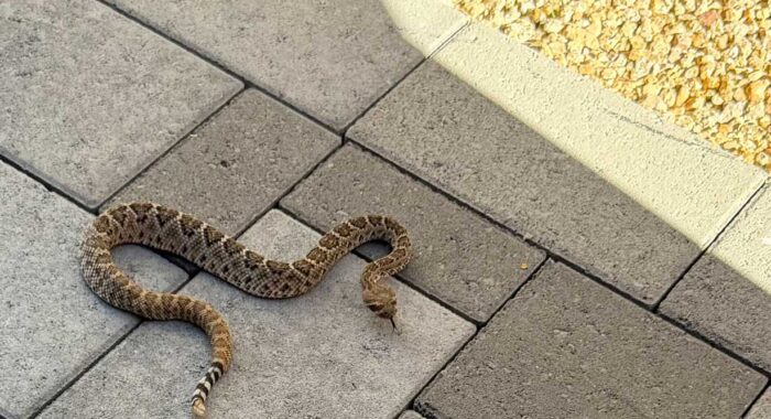 Baby Kingsnake at a Home In The Winter