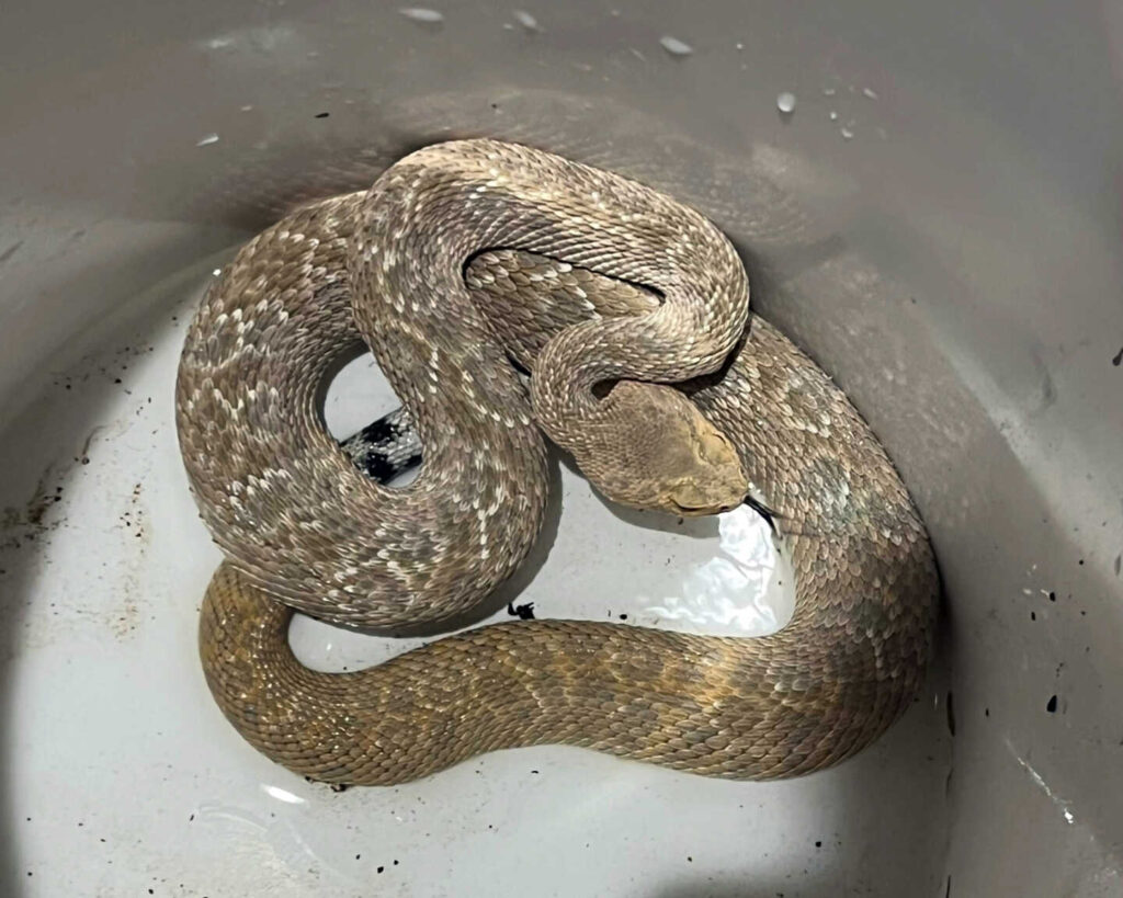 Weird Western Diamondback Part 2