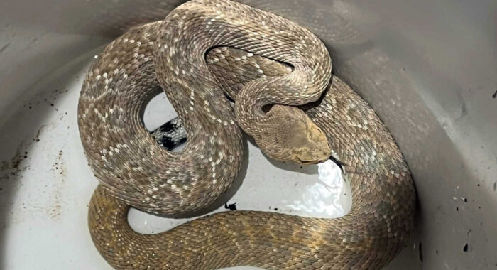 Weird Western Diamondback Part 2