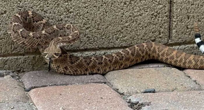 December Rattlesnake Sighting in the Backyard