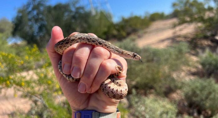 Close Call for a Baby Gophersnake