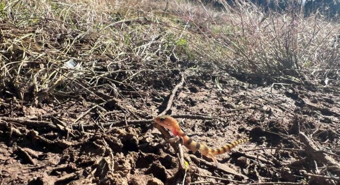 Rattlesnake in a Bait Box