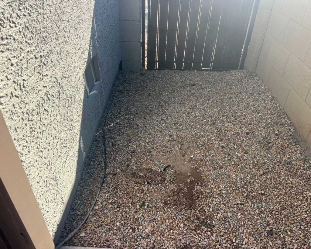 Rattlesnake Under Trash Can