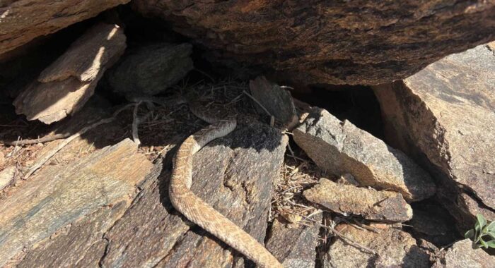 Rattlesnake In a Pipe in Phoenix
