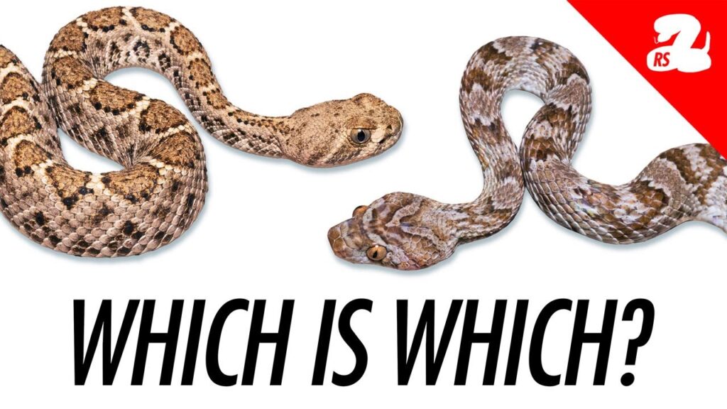 Baby Rattlesnake or Harmless Snake? How to Tell the Difference