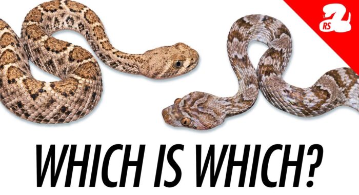 Baby Rattlesnake or Harmless Snake? How to Tell the Difference
