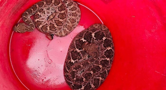 Two Rattlesnakes in a Garage