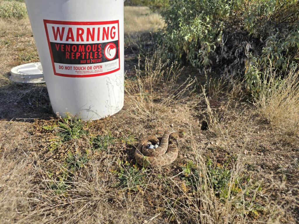 Rattlesnake on a Train Model Set