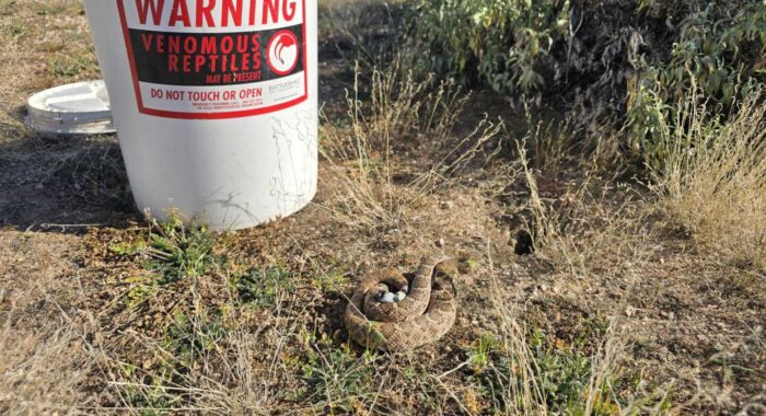 Rattlesnake on a Train Model Set