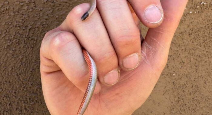 Smiths Blackheaded Snake