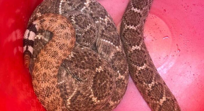 Snake Removal in Scottsdale