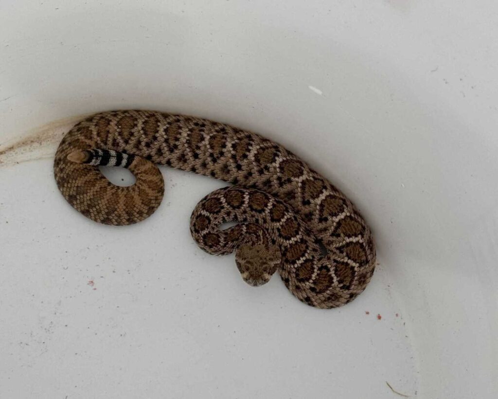 Falling Rattlesnakes