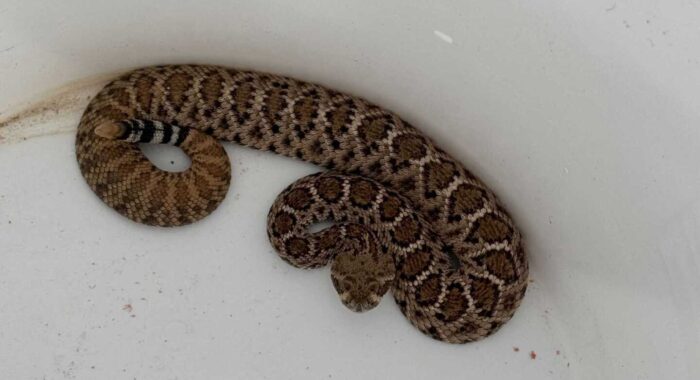 Falling Rattlesnakes