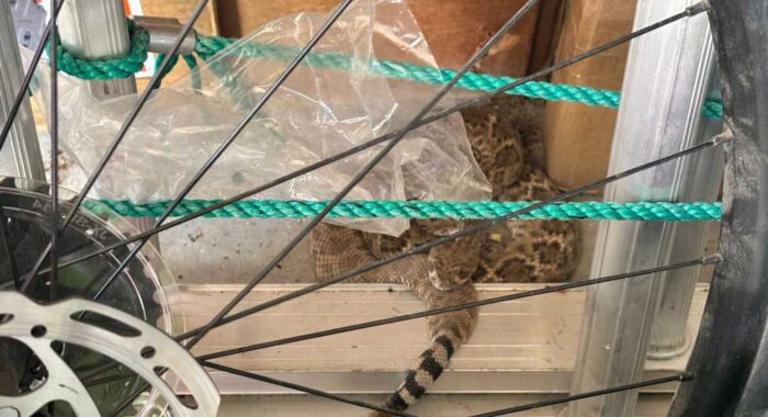 Rattlesnake Found in Open Garage
