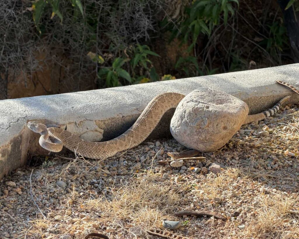 Snake Removal in a Backyard