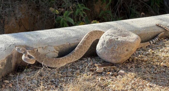 Snake Removal in a Backyard