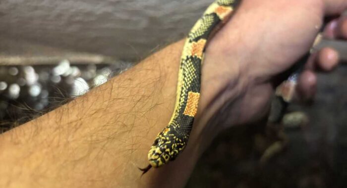 Stuck Longnosed Snake