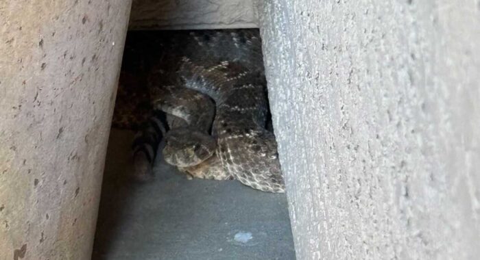 Rattlesnake Removal in the Spring