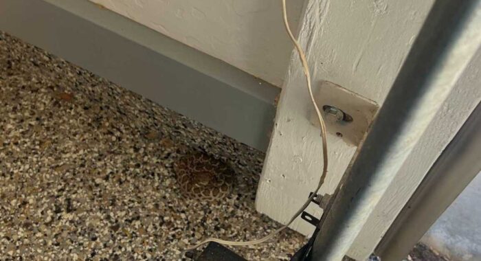 Rattlesnake Removed from Garage