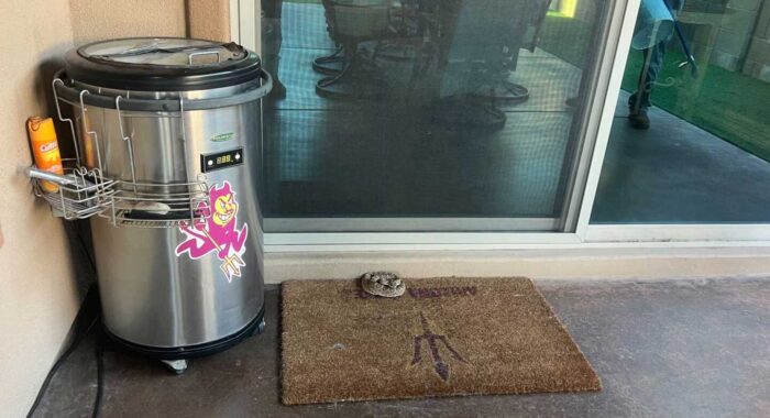 Rattlesnake Seen by Dogs