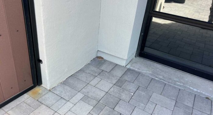 Rattlesnake Removal in Carefree Arizona