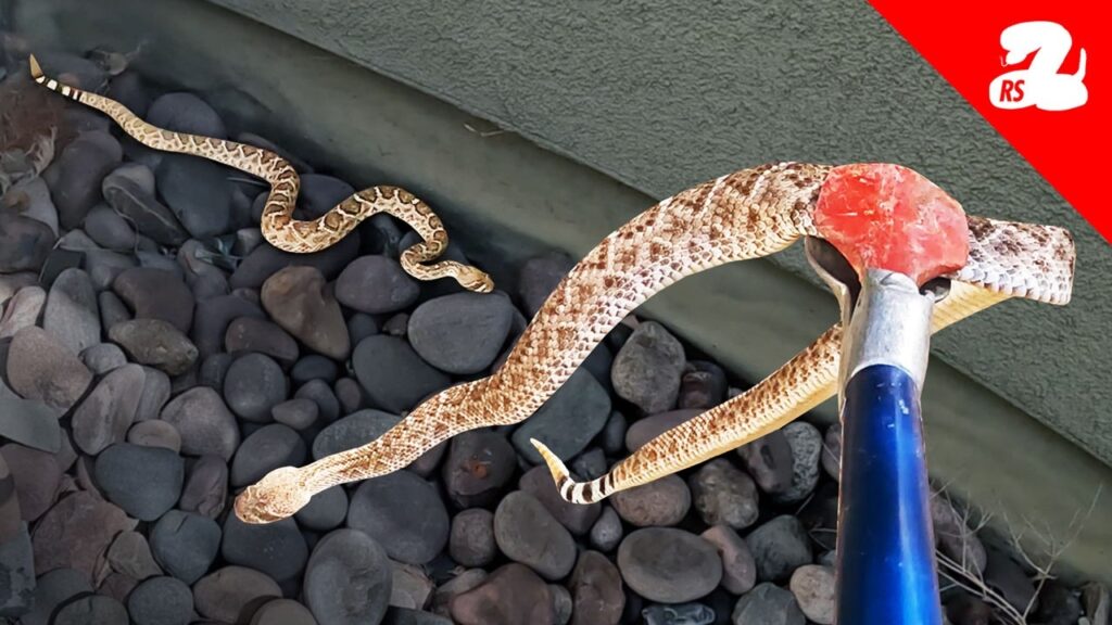 Displaced Rattlesnakes Roaming Around Arizona Home