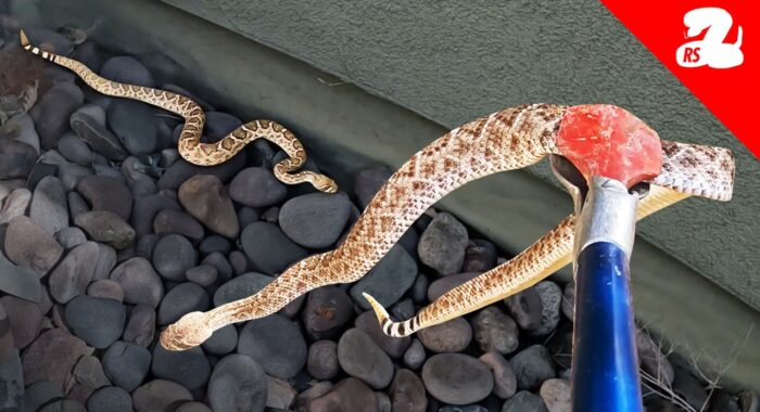 Displaced Rattlesnakes Roaming Around Arizona Home