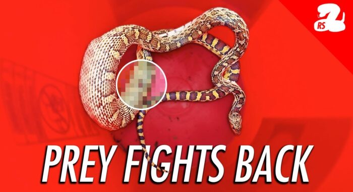 This Snake Lost a Battle with Its Prey