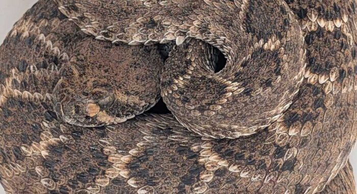 Rattlesnake in a Crack