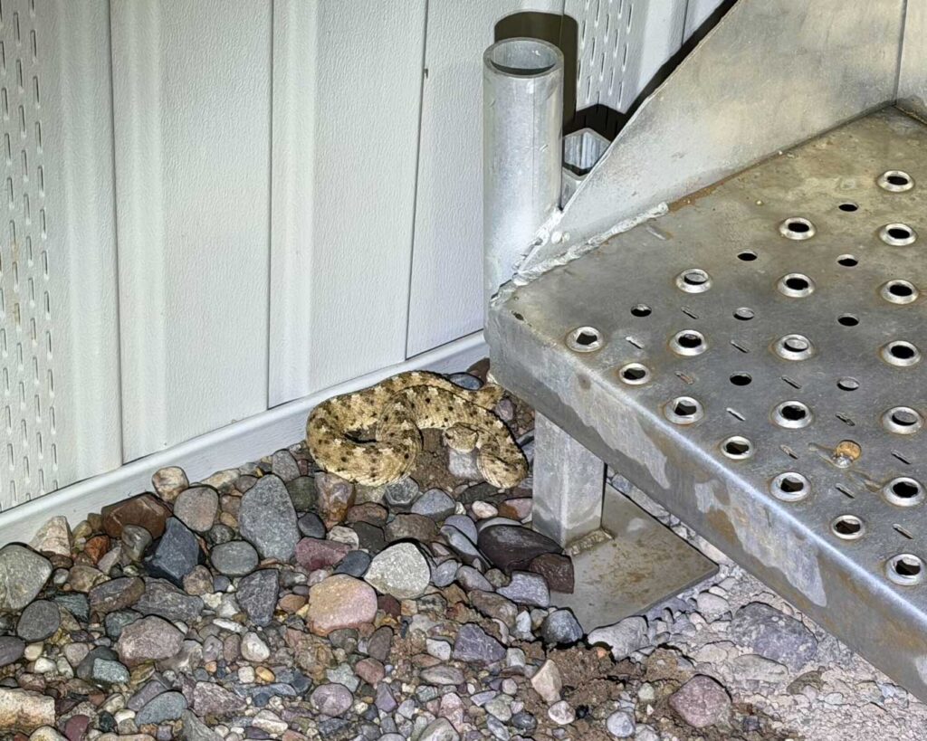 Sidewinder At The Stairs