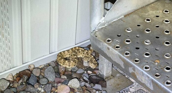 Sidewinder At The Stairs