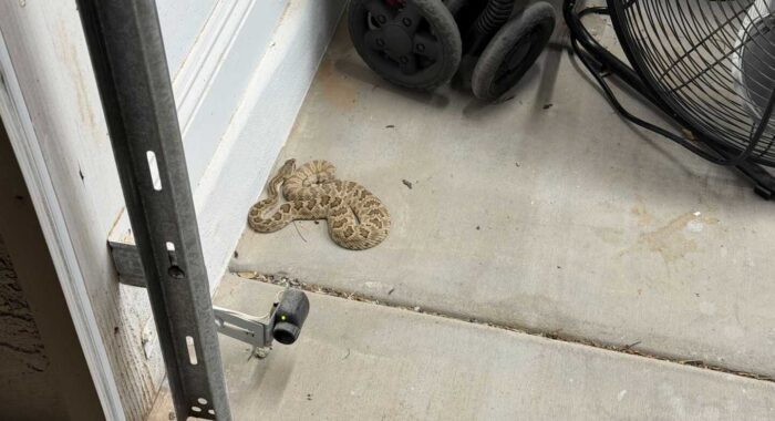 Mojave Rattlesnake in the Garage